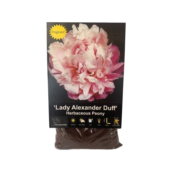 Yarra Valley Bulbs Peony Lady Alexander Duff - 1 Pack
