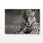 B&W Tiger With Blue Eyes  Print 100% Australian Made 90x60cm (Stretched Canvas)
