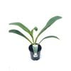140mm New Zealand Rock Lily - Arthropodium cirratum