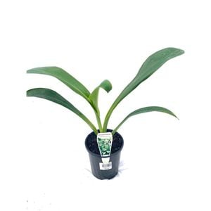 140mm New Zealand Rock Lily - Arthropodium cirratum