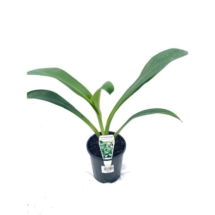 140mm New Zealand Rock Lily - Arthropodium cirratum