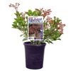 140mm Beach Bells - Kalanchoe