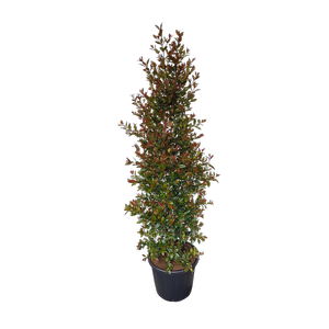 30L Lilly Pilly - Syzygium australe Ventenatii