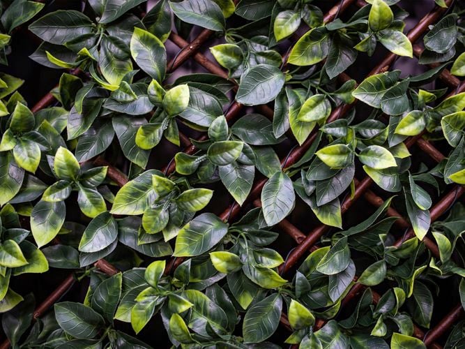 hedge artificial  Vertical Garden