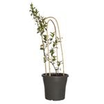 300mm Star Jasmine - Trachelospermum jasminoides