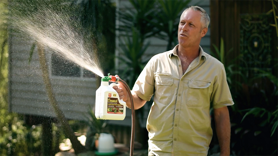 Man spraying garden with Seasol bottle attached to garden hose
