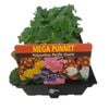 Polyanthus Pacific Giant - Primula polyanthus - Mega Punnet Flowering Range