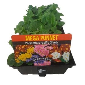 Polyanthus Pacific Giant - Primula polyanthus - Mega Punnet Flowering Range