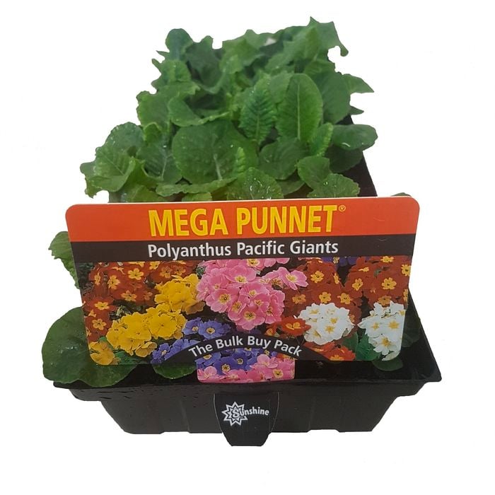 Polyanthus Pacific Giant - Primula polyanthus - Mega Punnet Flowering Range