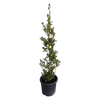 20L Camellia Setsugekka - Camellia sasanqua Setsugekka