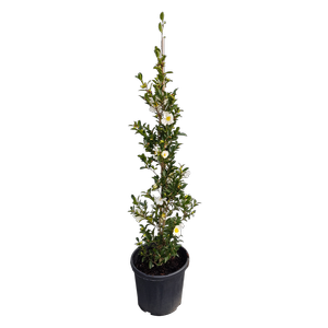 20L Camellia Setsugekka - Camellia sasanqua Setsugekka