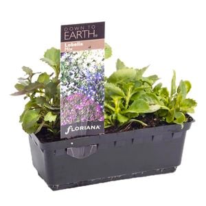 Lobelia Mix Punnet - Lobelia erinus