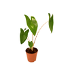120mm Zebra Alocasia - Alocasia Zebrina