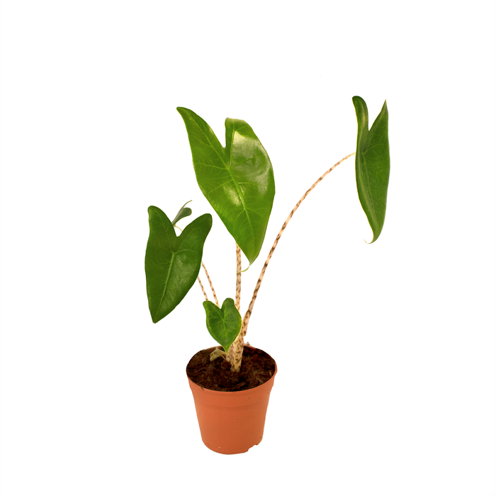 120mm Zebra Alocasia - Alocasia Zebrina