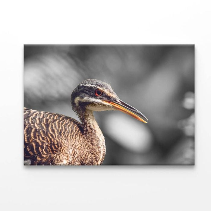 B&W Scenic View of Bird  Print 100% Australian Made 150 x 100cm  (Acrylic)