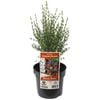 140mm Boronia Heaven Scent - Boronia megastigma