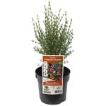 140mm Boronia Heaven Scent - Boronia megastigma