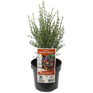 140mm Boronia Heaven Scent - Boronia megastigma