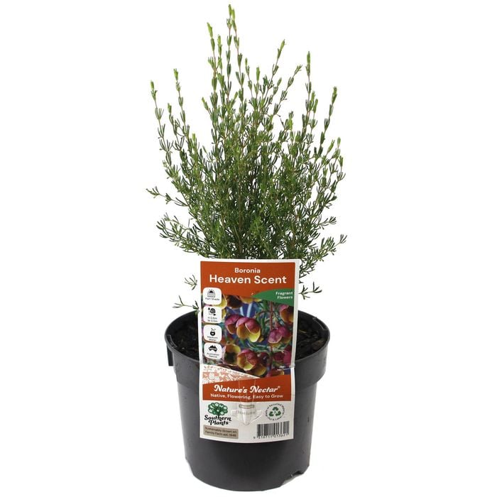 140mm Boronia Heaven Scent - Boronia megastigma