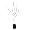 15L Magnolia - Magnolia honey Tulip