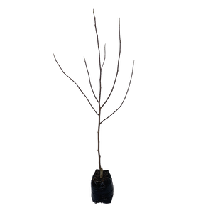 15L Magnolia - Magnolia honey Tulip