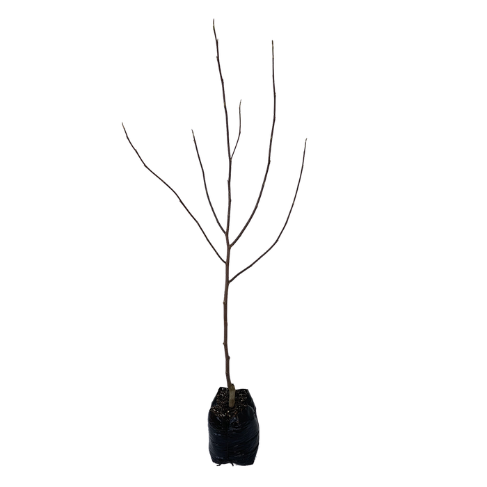 15L Magnolia - Magnolia honey Tulip