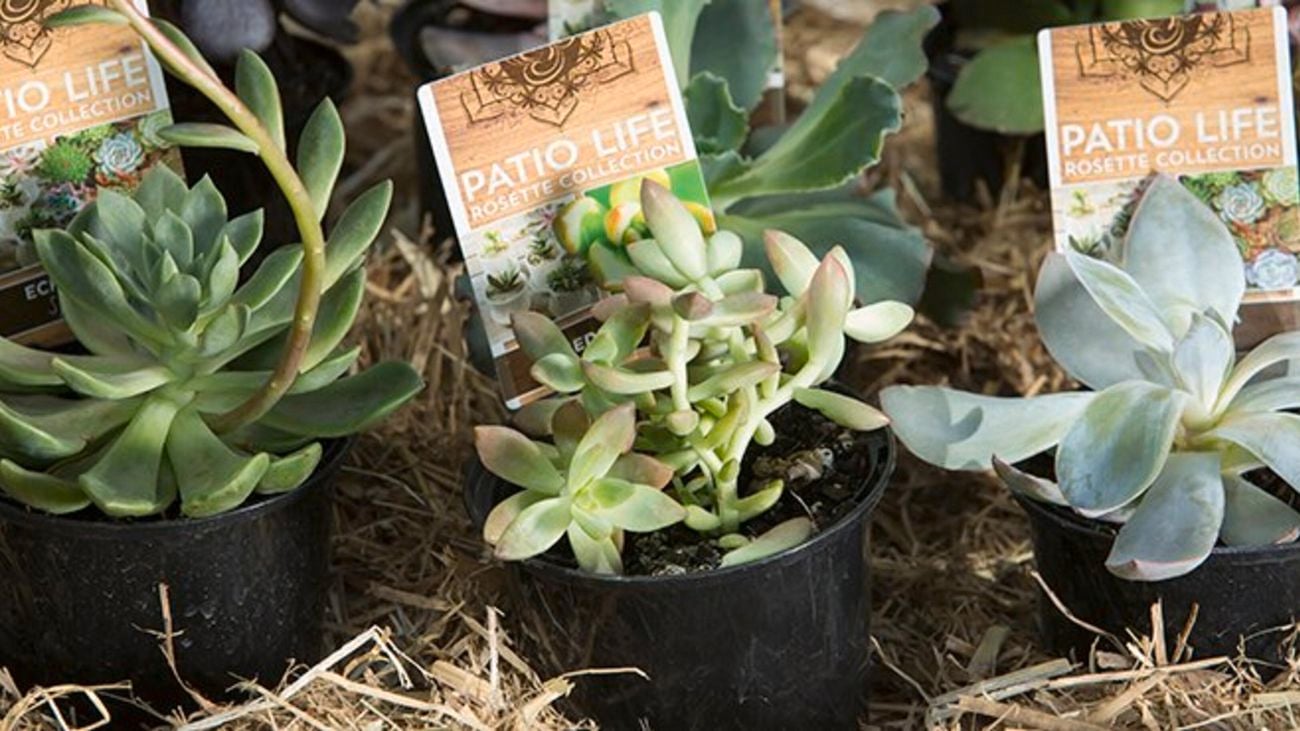 Succulents.