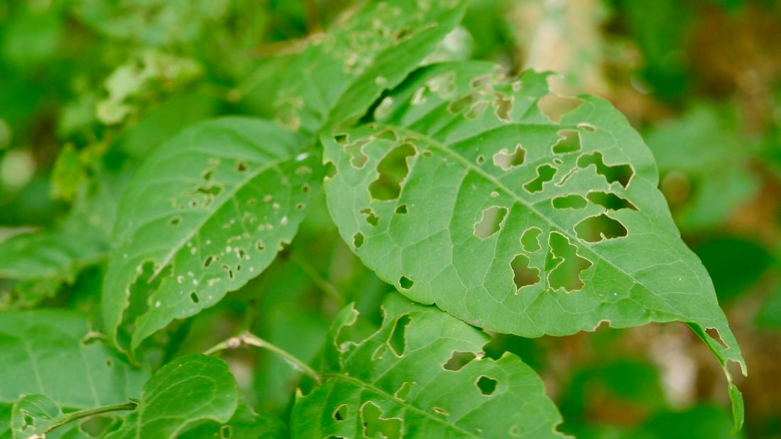 Closeup of leaves of a garden plant damaged by snails and slugs