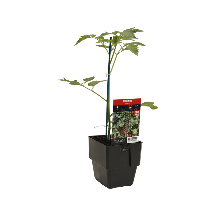 125mm Tomato Rapunzel Long Trusses - Lycopersicum esculentum