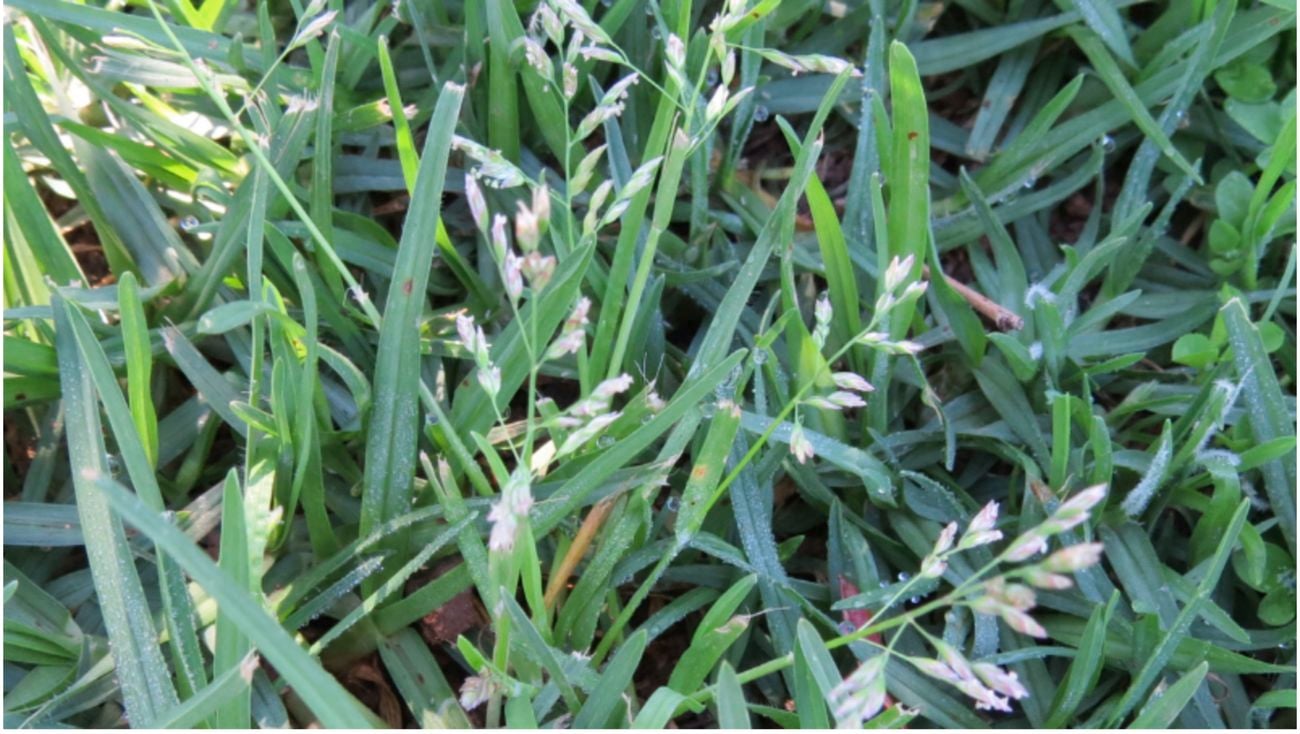Close-up of grass with some stalks with seeds