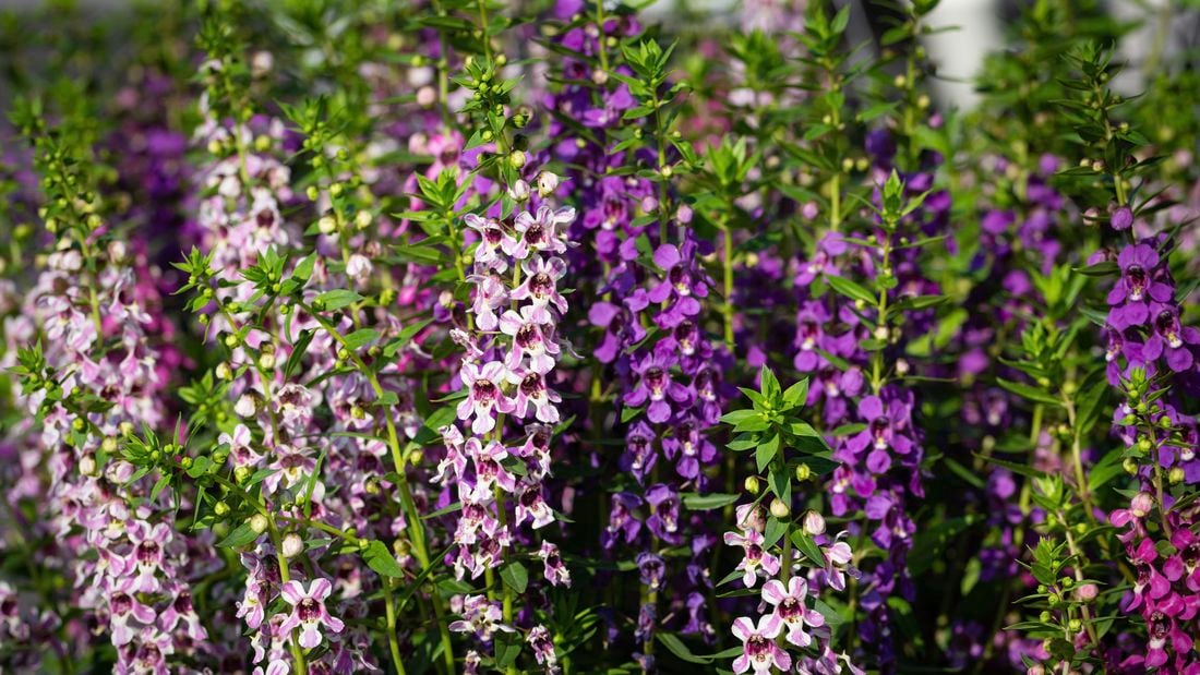 An angelonia plant with clusters of purple flowers and buds growing from the stems.