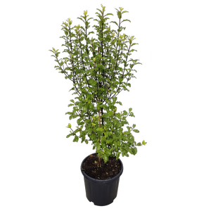 10L Pittosporum Tasman Ruffles - Pittosporum tenuifolium 'Tasman Ruffles