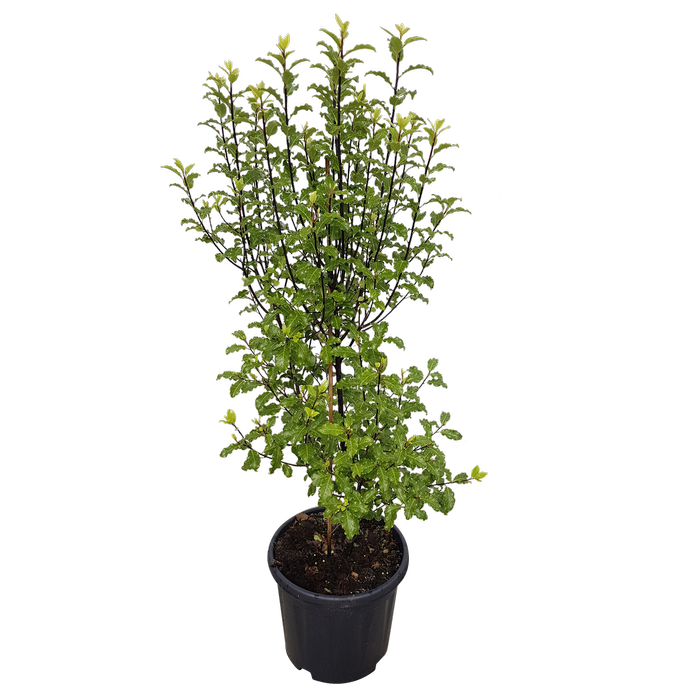 10L Pittosporum Tasman Ruffles - Pittosporum tenuifolium 'Tasman Ruffles