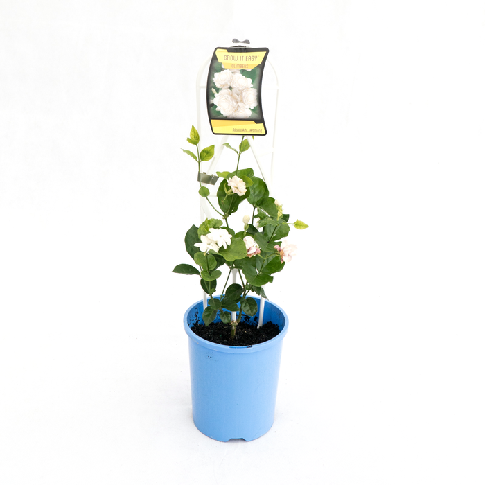 140mm Arabian Jasmine - Jasminum sambac