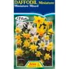 Daffodil Miniature Mixed - 15 Bulbs