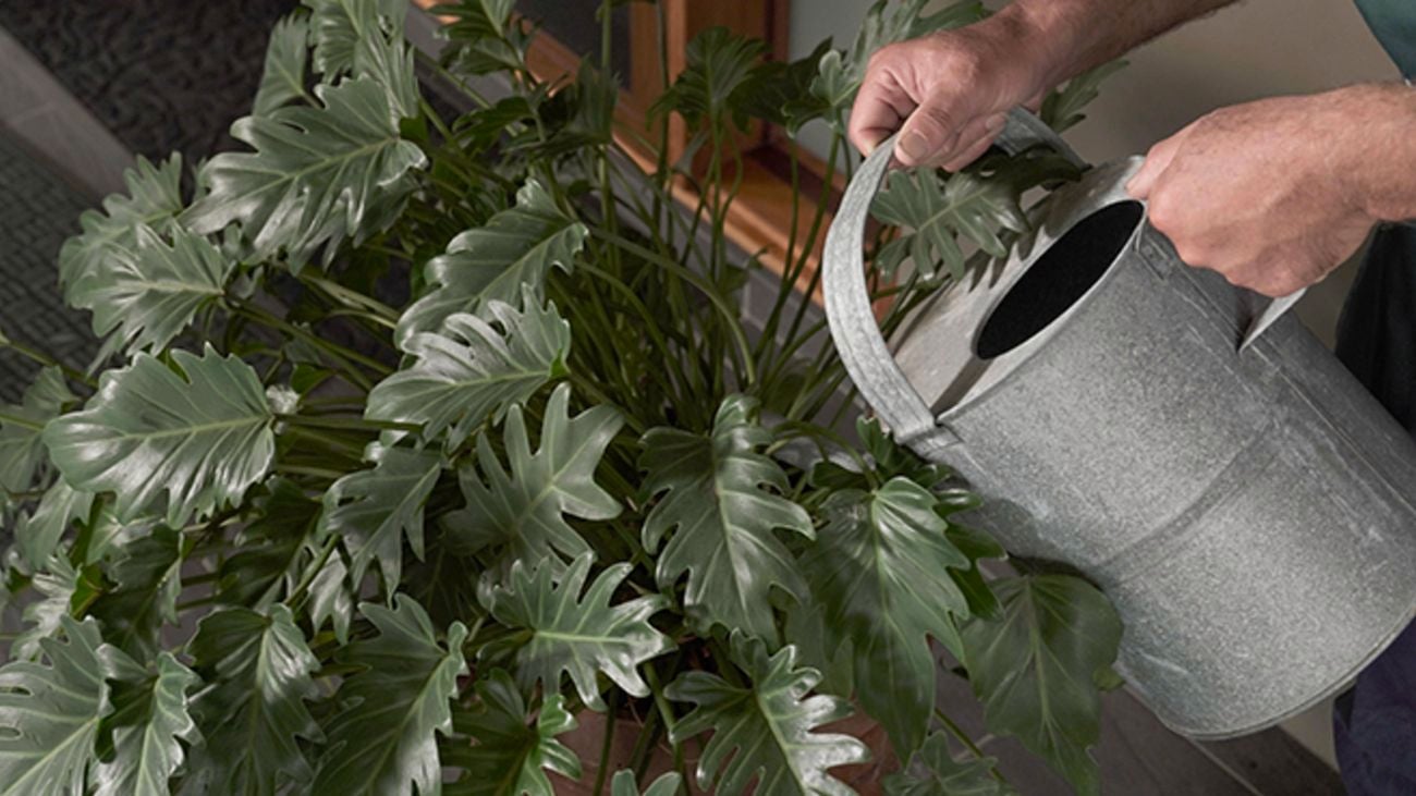 A watering can waters philodendron plants.