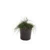 200mm Casuarina Cousin It - Casuarina glauca