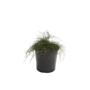 200mm Casuarina Cousin It - Casuarina glauca