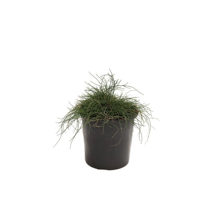 200mm Casuarina Cousin It - Casuarina glauca