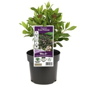 140mm Viburnum Eve Prince - Viburnum tinus