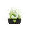 Chives Punnet - Allium Schoenoprasum