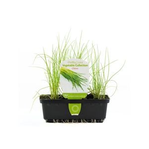 Chives Punnet - Allium Schoenoprasum