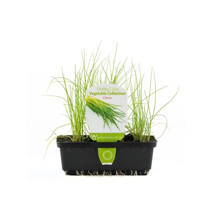Chives Punnet - Allium Schoenoprasum
