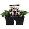 4 Cell Pansy Giant Sunrise - Viola x wittrockiana