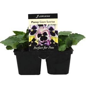 4 Cell Pansy Giant Sunrise - Viola x wittrockiana