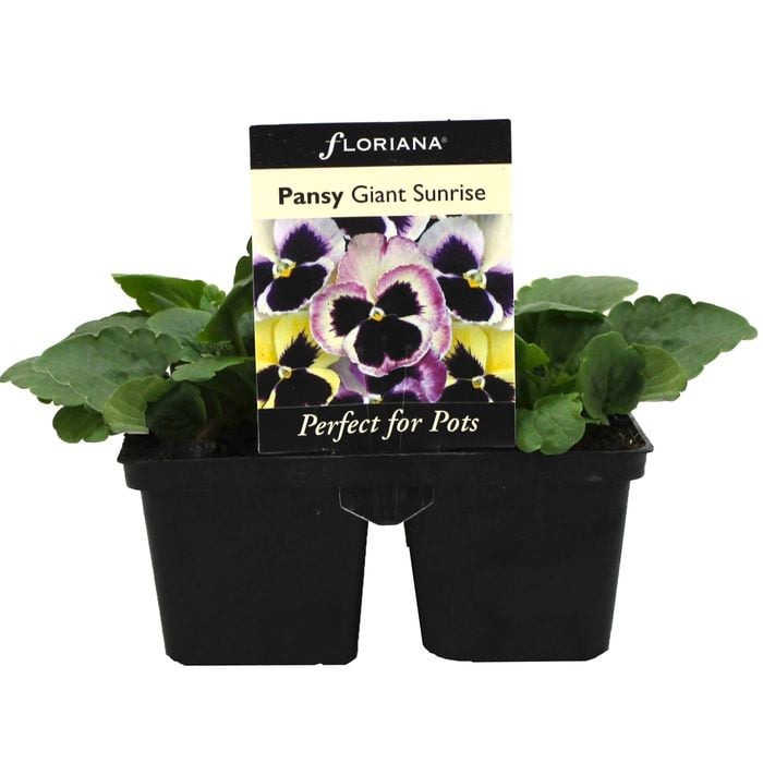 4 Cell Pansy Giant Sunrise - Viola x wittrockiana