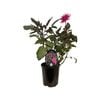  1.5L Dahlia Electro Pink - Cactus Dahlia
