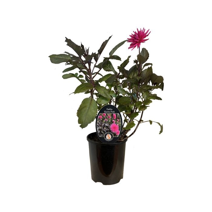  1.5L Dahlia Electro Pink - Cactus Dahlia