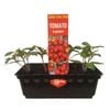 Punnet Tomato Cherry - Lycopersicon esculentum - Grow Your Own Range