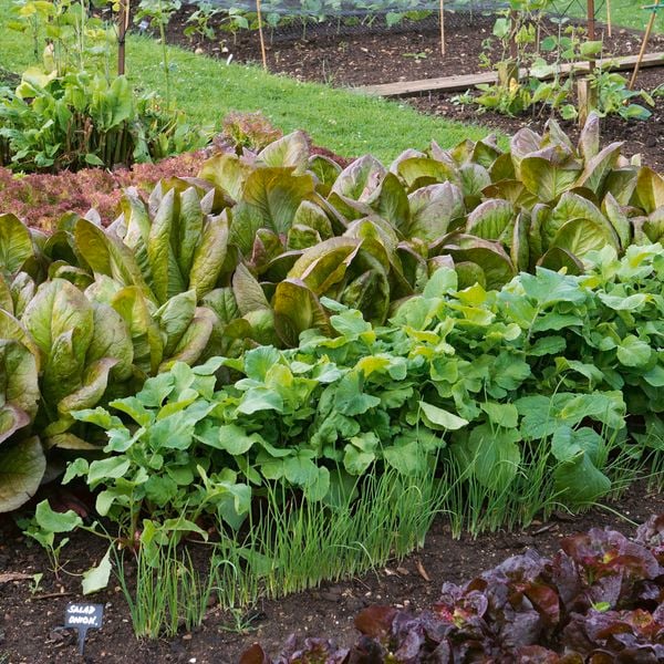 Vegetable garden